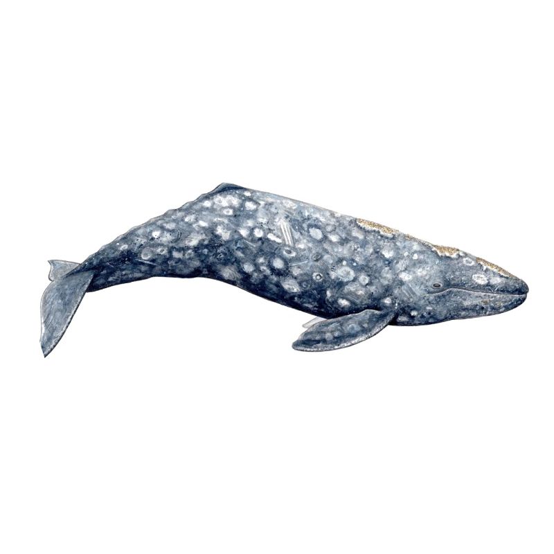 Grauwal - Grauwal - Baleine grise