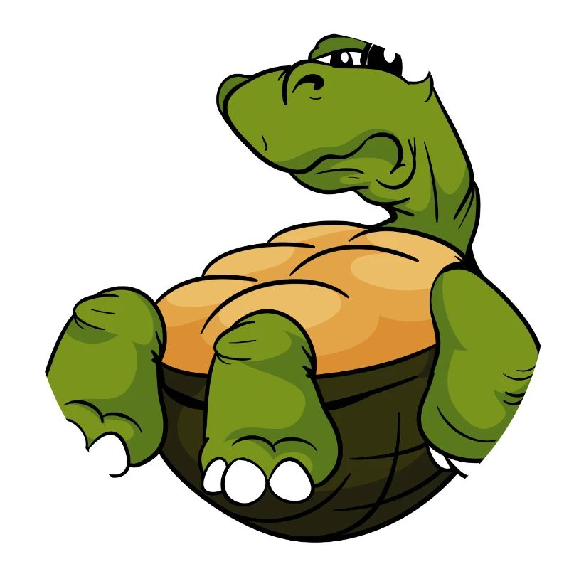 Tortoise turtle