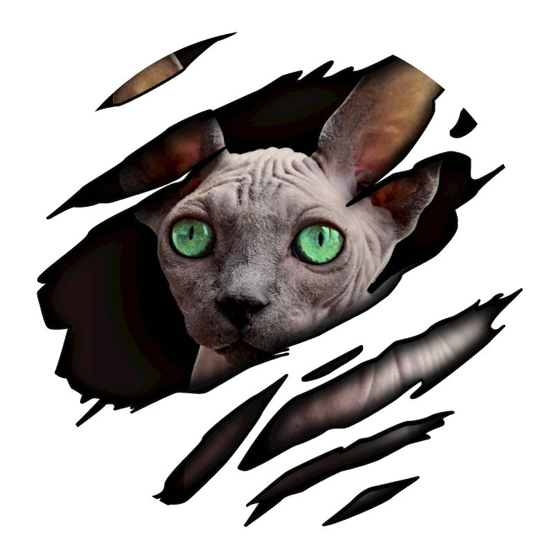 Chat Sphynx en moi