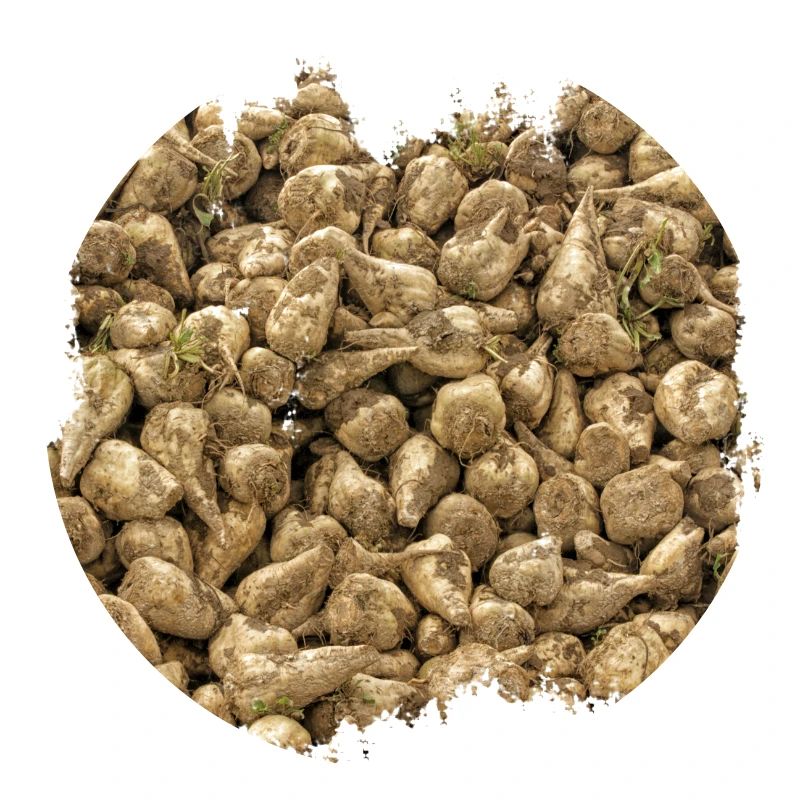 Sugar beet is a crop