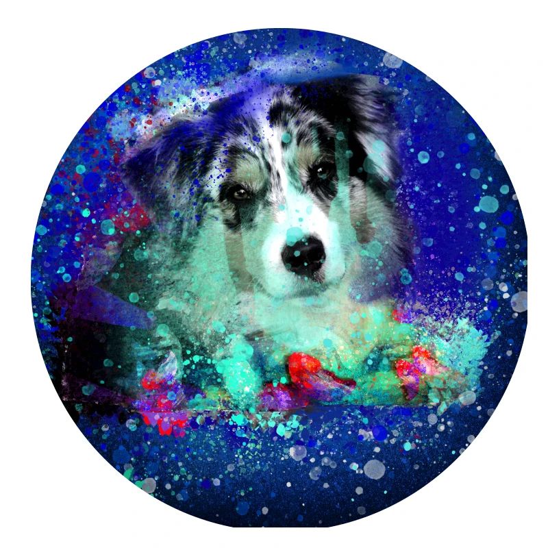 australian stepherd, dog, painting, border colli