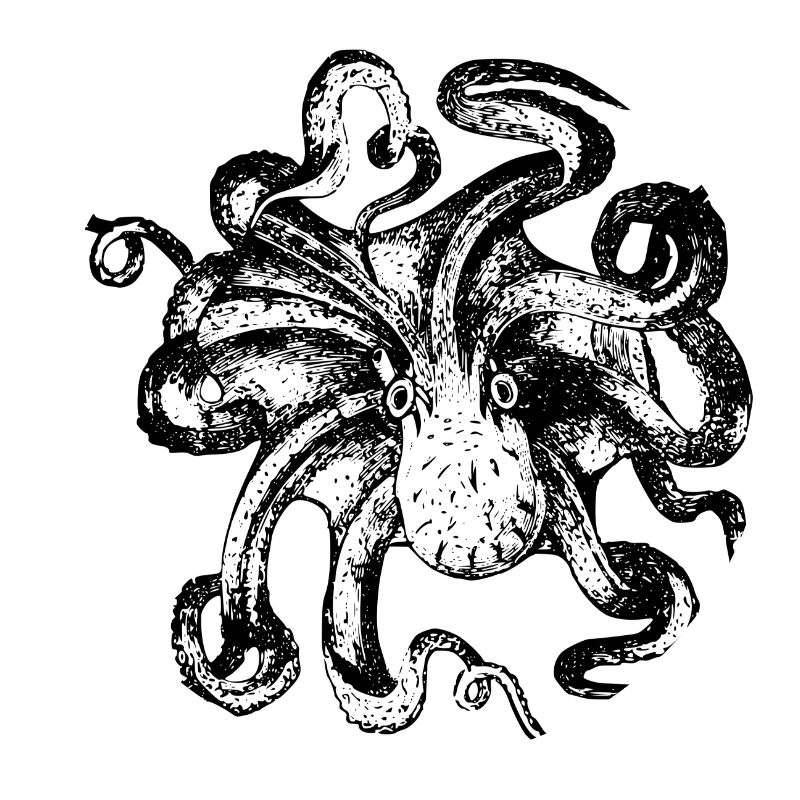 squid giant octopus octopus octopus squid sepia fish