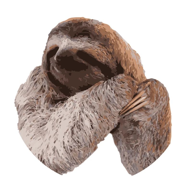 Faultier / Sloth