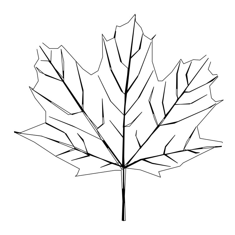 maple leaf