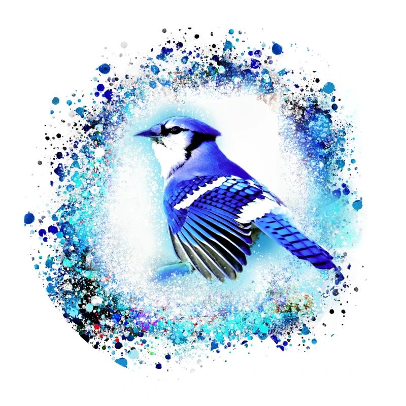 blue jay, oiseau, bleu, graffiti ,aquarelle ,perruque