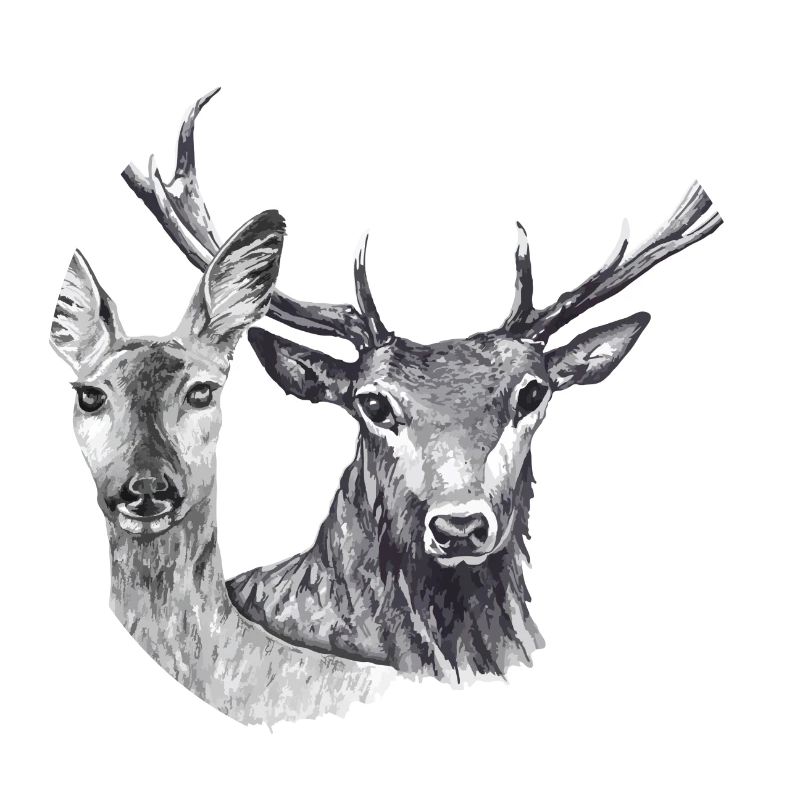 Roe deer and deer