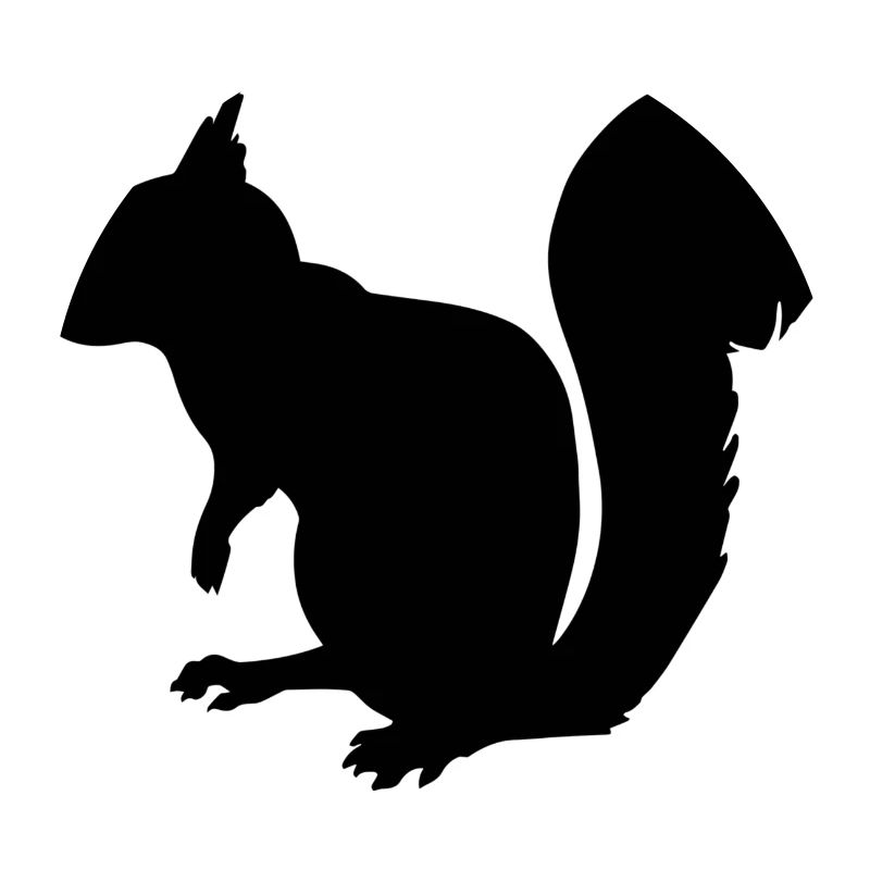 squirrel