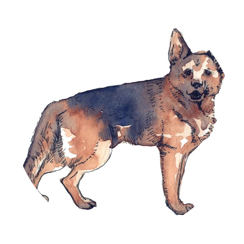 Deutscher Schäferhund