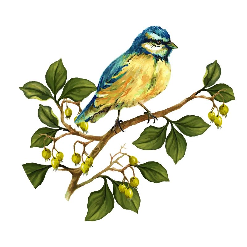 Oiseau coloré
