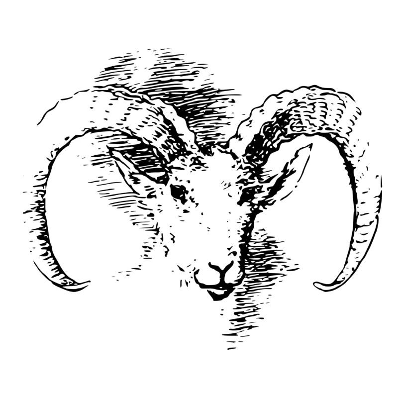 bouc