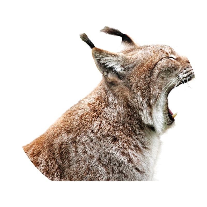 linx luchs cat cat