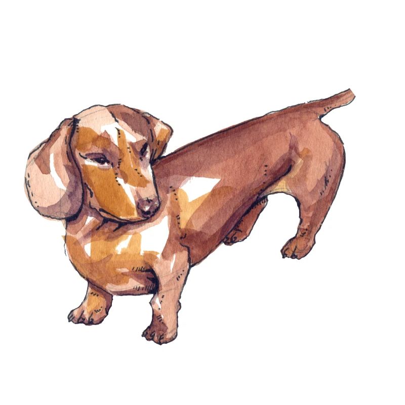 dachshund