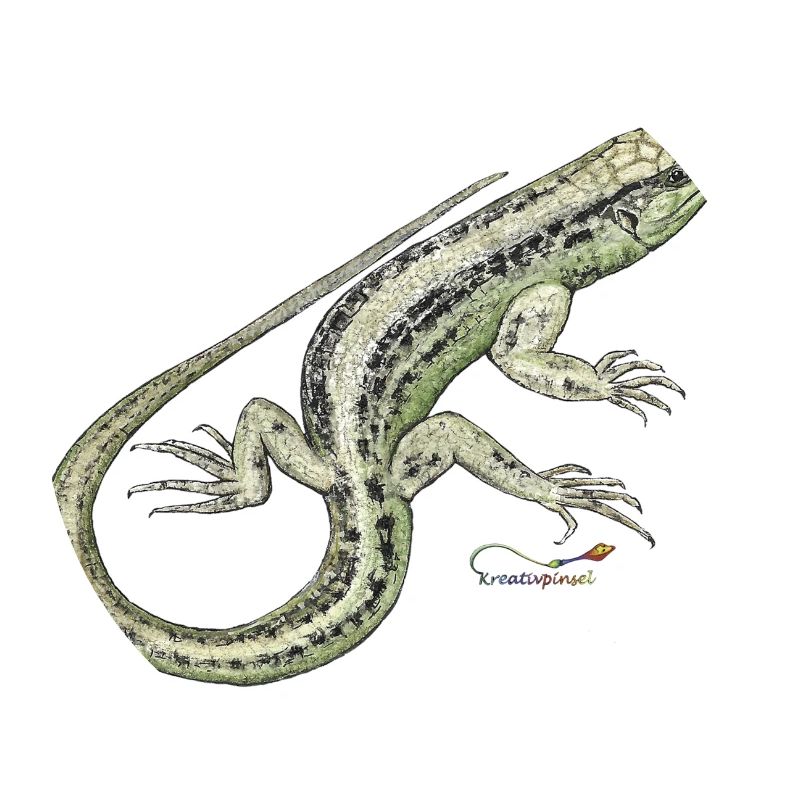 Sand lizard