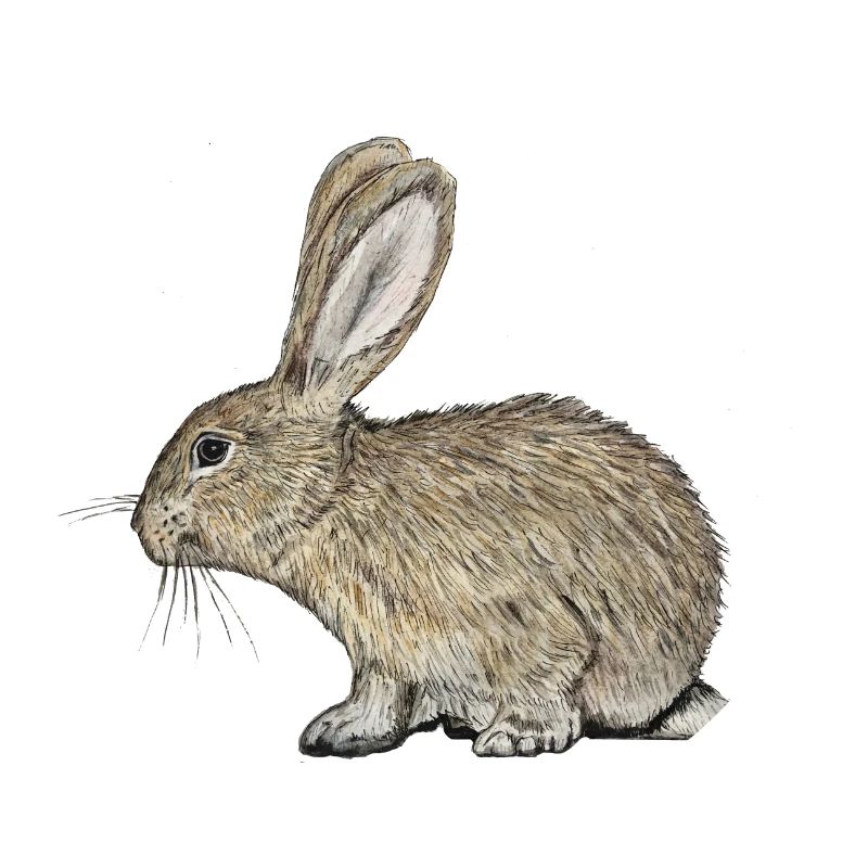 Lapin / lapin