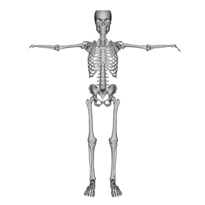 skeleton skeleton bones bones skull schaedel66