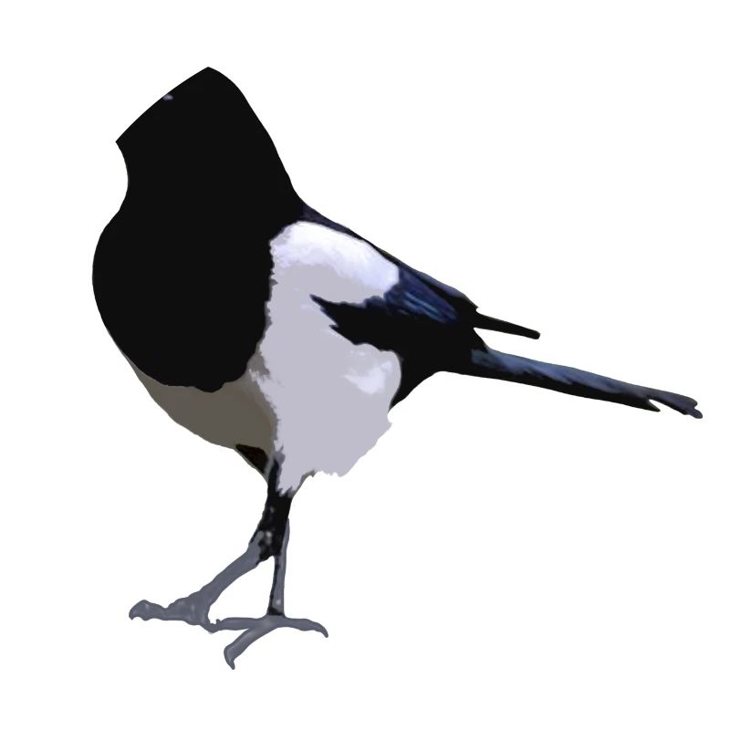 magpie