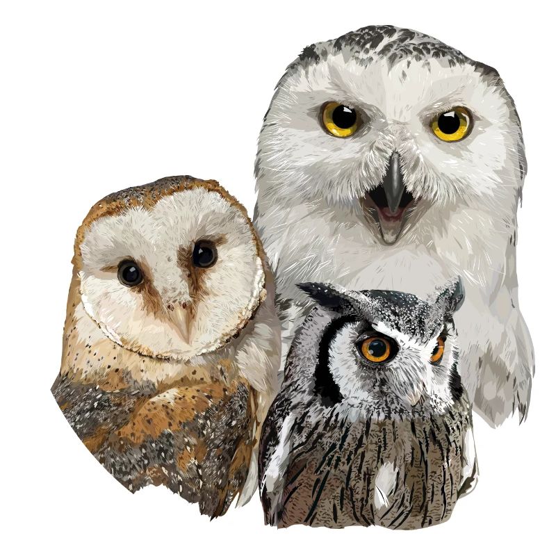 Rapaces nocturnes