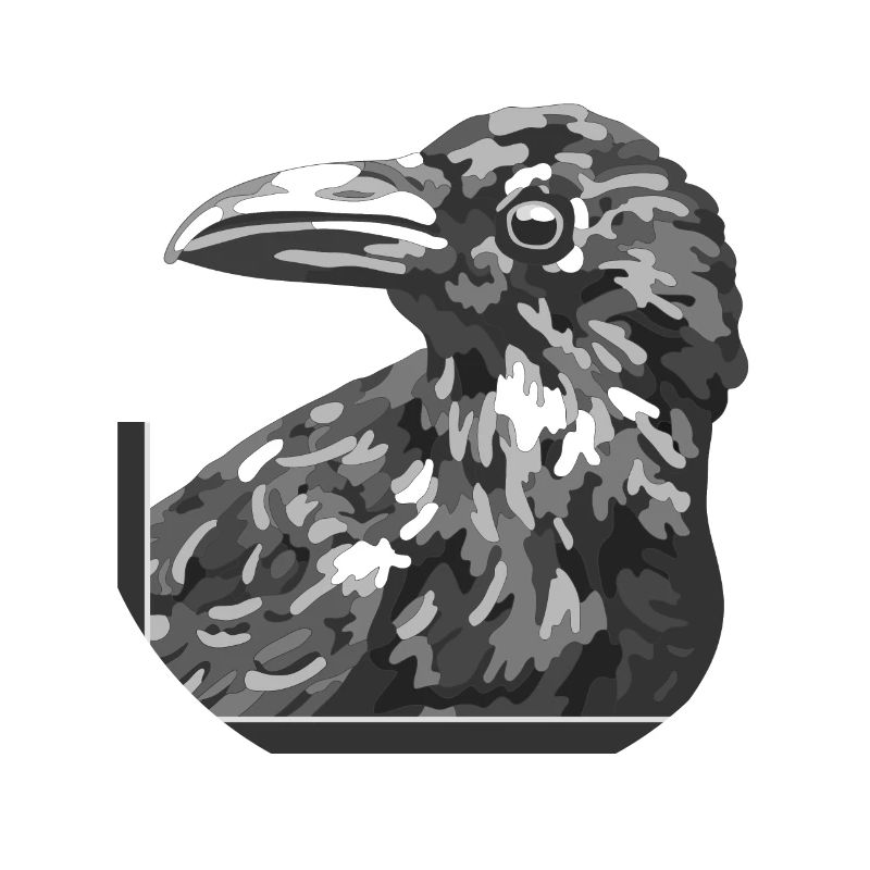 Rabe Kolkrabe Krähe schwarzer Vogel