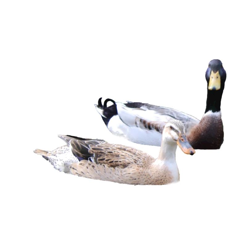 Ducks