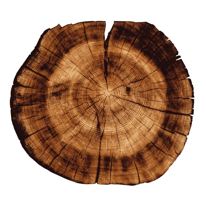Section de tronc en bois
