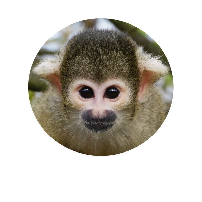 Affe