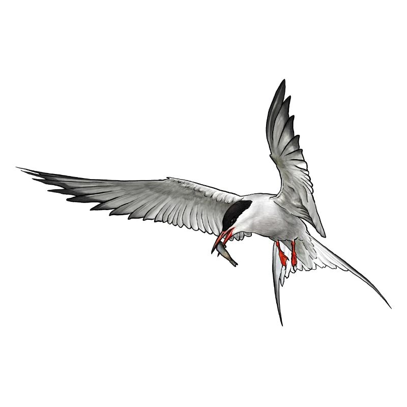 Tern in flight