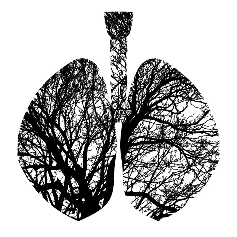 lungs