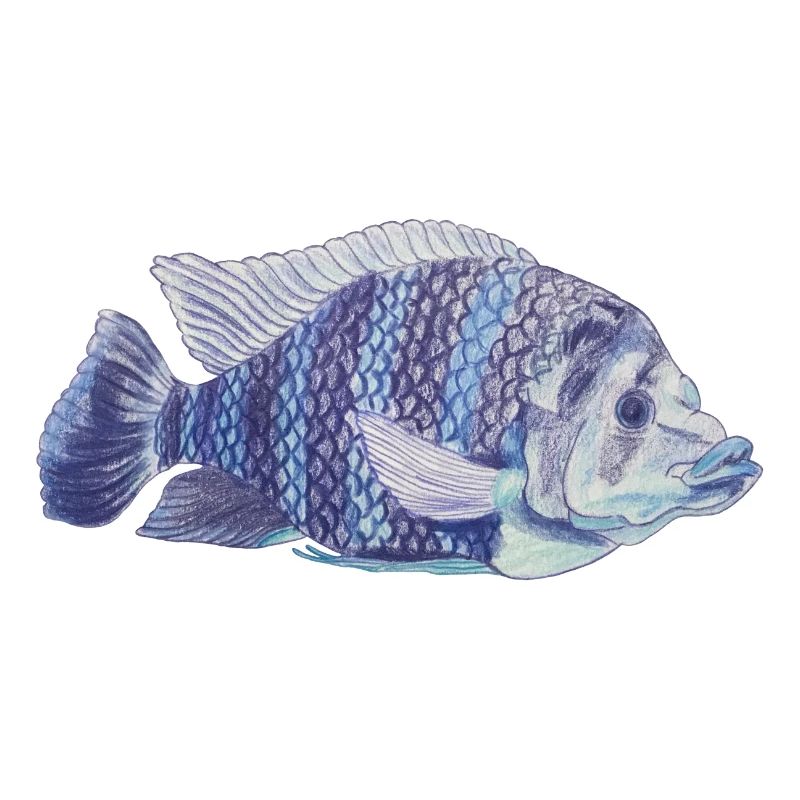 blue fish sea zebra tilapie zebra tilapie