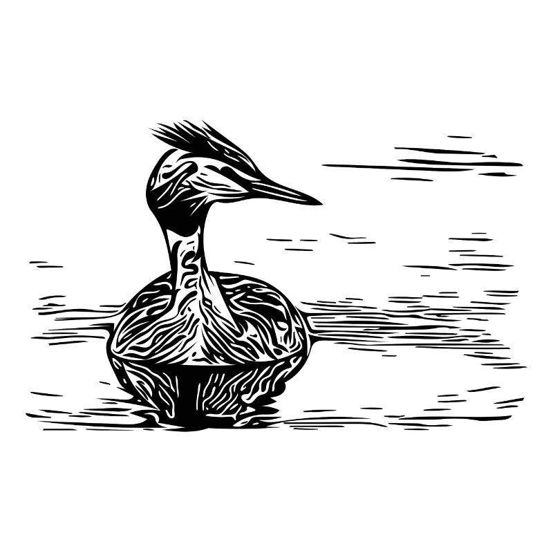 Vintage crested grebe floating on river