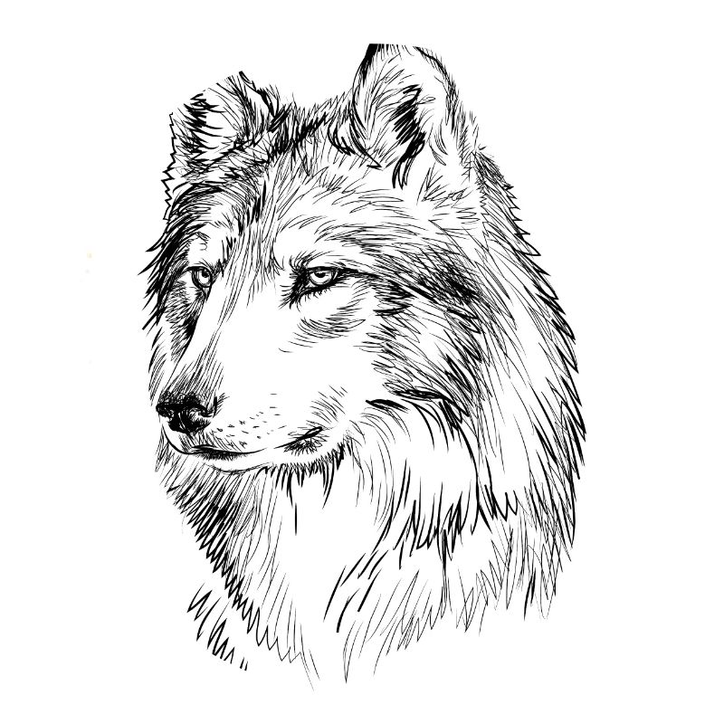 Wolf gift