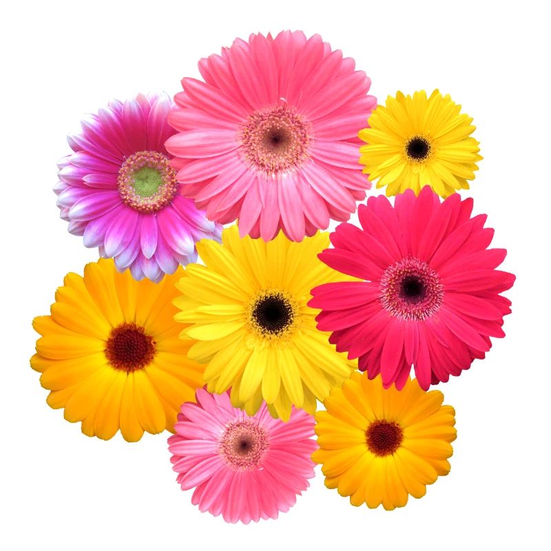 Gerbera fleur colorée fleurs Gerberas fleurs florales