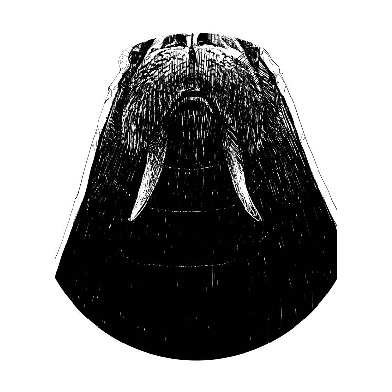 Walrus drawing
