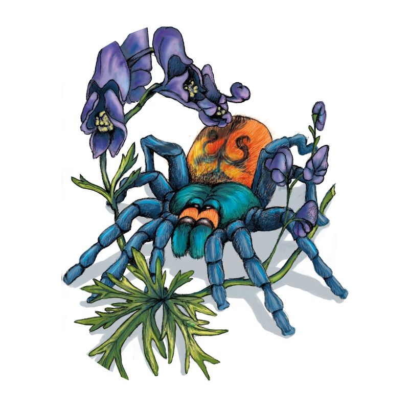 Spinne (Arachne)