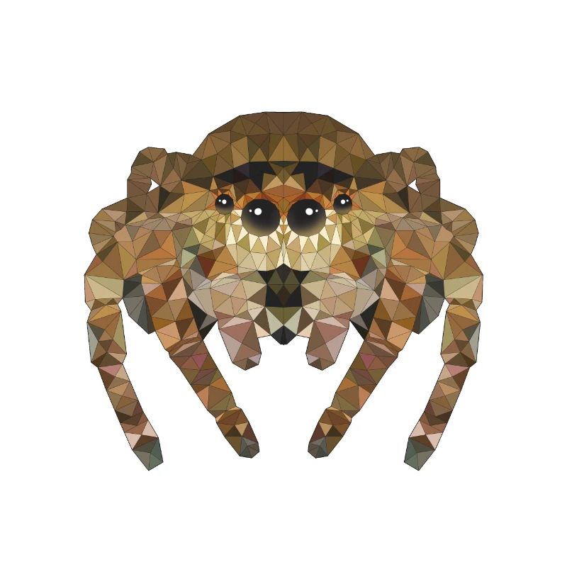 Polygone Araignée Araignées Insectes Animaux de compagnie Enfants