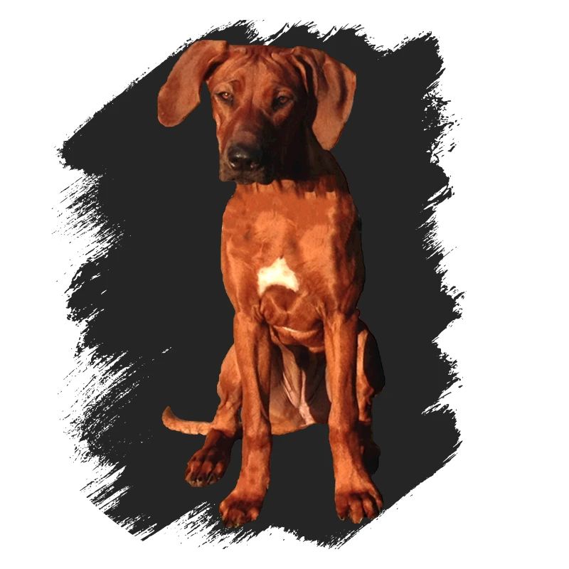 Rhodesian Ridgeback sur fond noir