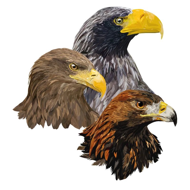 Oiseaux de proie