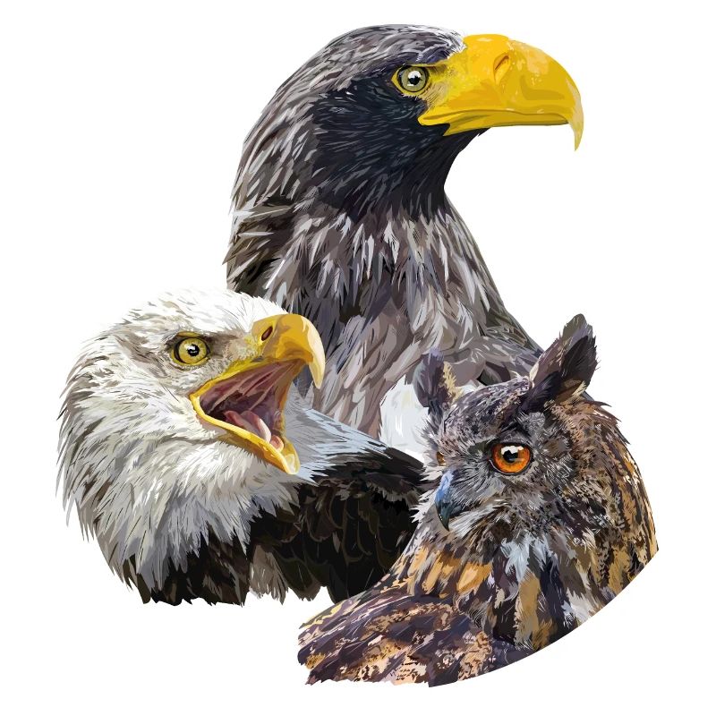 Pigargos und Eule
