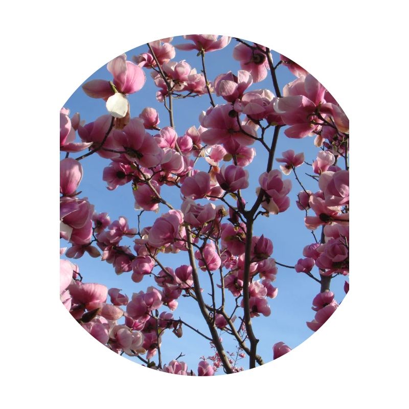 pink magnolia branches in spring