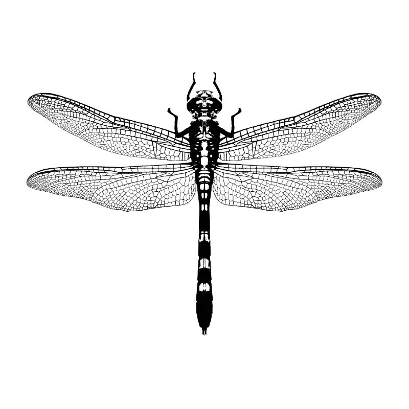 libelle / dragonfly / insekt