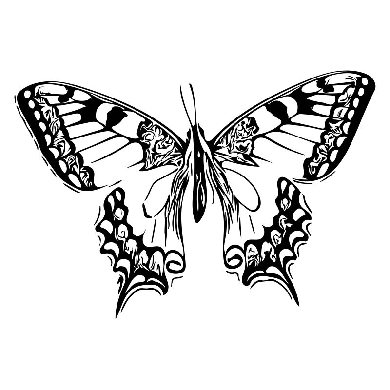 Elegant butterfly