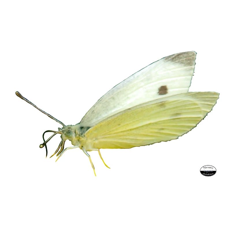 Large caal butterfly No 1