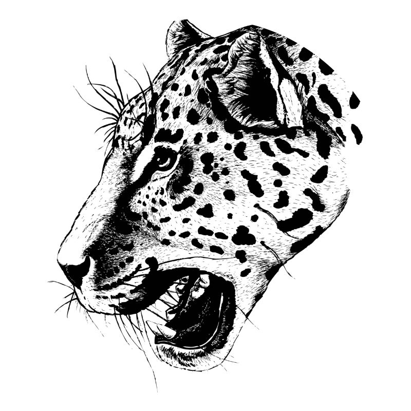 leopard