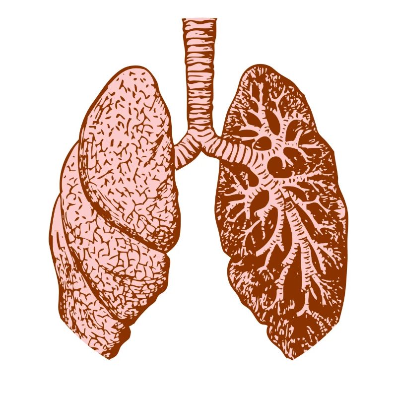 Lung: O