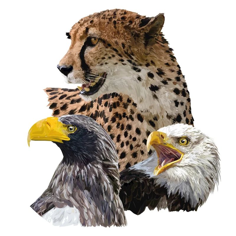 Guépard et pigargos