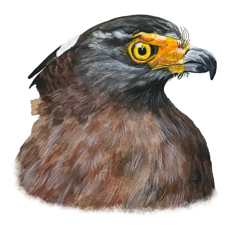 Buse du désert Buse Oiseau de proie Oiseau de proie