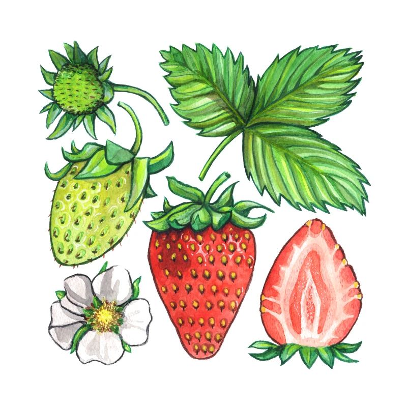 Fraises
