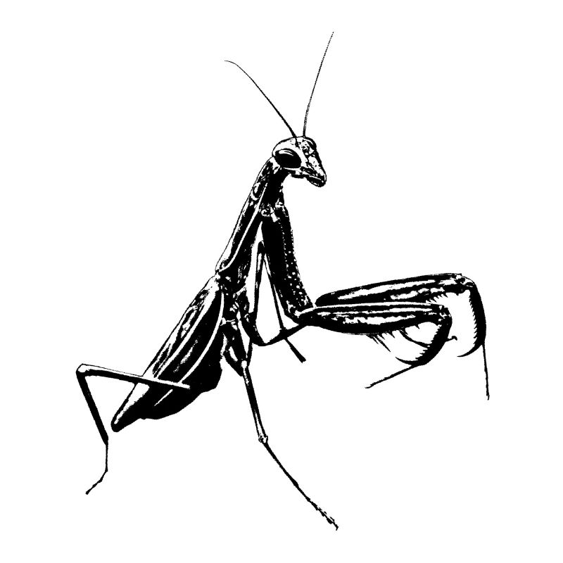Praying mantis / Mantis insect