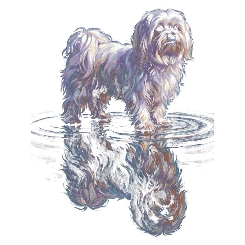 Maltese with water reflection