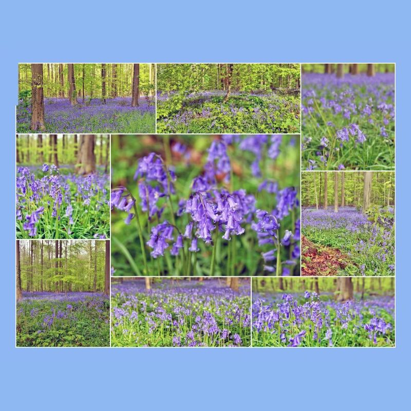 Foret violette collage jacinthe sauvage