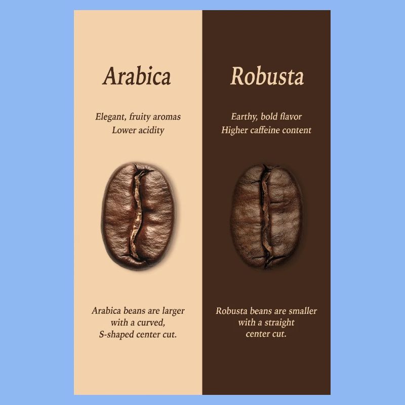 Arabica vs Robusta Coffee Guide Poster
